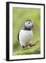 Atlantic Puffin. Scotland, Shetland Islands-Martin Zwick-Framed Photographic Print