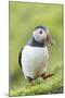 Atlantic Puffin. Scotland, Shetland Islands-Martin Zwick-Mounted Photographic Print