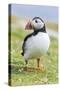 Atlantic Puffin. Scotland, Shetland Islands-Martin Zwick-Stretched Canvas