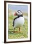 Atlantic Puffin. Scotland, Shetland Islands-Martin Zwick-Framed Photographic Print