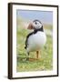 Atlantic Puffin. Scotland, Shetland Islands-Martin Zwick-Framed Photographic Print