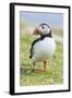 Atlantic Puffin. Scotland, Shetland Islands-Martin Zwick-Framed Photographic Print