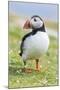 Atlantic Puffin. Scotland, Shetland Islands-Martin Zwick-Mounted Photographic Print