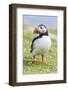 Atlantic Puffin. Scotland, Shetland Islands-Martin Zwick-Framed Photographic Print