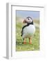 Atlantic Puffin. Scotland, Shetland Islands-Martin Zwick-Framed Photographic Print