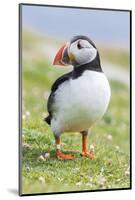 Atlantic Puffin. Scotland, Shetland Islands-Martin Zwick-Mounted Photographic Print