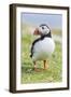 Atlantic Puffin. Scotland, Shetland Islands-Martin Zwick-Framed Photographic Print