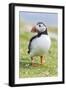 Atlantic Puffin. Scotland, Shetland Islands-Martin Zwick-Framed Photographic Print