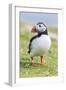 Atlantic Puffin. Scotland, Shetland Islands-Martin Zwick-Framed Photographic Print