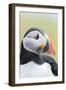 Atlantic Puffin. Scotland, Shetland Islands-Martin Zwick-Framed Photographic Print