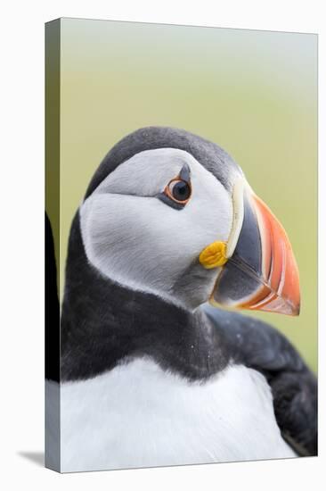 Atlantic Puffin. Scotland, Shetland Islands-Martin Zwick-Stretched Canvas