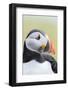 Atlantic Puffin. Scotland, Shetland Islands-Martin Zwick-Framed Photographic Print