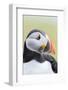 Atlantic Puffin. Scotland, Shetland Islands-Martin Zwick-Framed Photographic Print