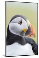 Atlantic Puffin. Scotland, Shetland Islands-Martin Zwick-Mounted Photographic Print