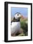 Atlantic Puffin. Scotland, Shetland Islands-Martin Zwick-Framed Photographic Print