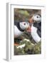 Atlantic Puffin. Scotland, Shetland Islands-Martin Zwick-Framed Photographic Print