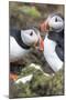 Atlantic Puffin. Scotland, Shetland Islands-Martin Zwick-Mounted Photographic Print