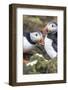 Atlantic Puffin. Scotland, Shetland Islands-Martin Zwick-Framed Photographic Print