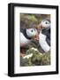 Atlantic Puffin. Scotland, Shetland Islands-Martin Zwick-Framed Photographic Print