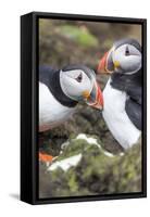 Atlantic Puffin. Scotland, Shetland Islands-Martin Zwick-Framed Stretched Canvas