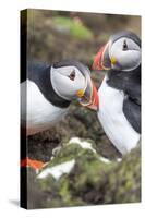 Atlantic Puffin. Scotland, Shetland Islands-Martin Zwick-Stretched Canvas