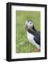 Atlantic Puffin. Scotland, Shetland Islands-Martin Zwick-Framed Photographic Print