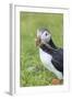 Atlantic Puffin. Scotland, Shetland Islands-Martin Zwick-Framed Photographic Print