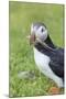 Atlantic Puffin. Scotland, Shetland Islands-Martin Zwick-Mounted Photographic Print