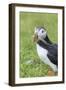 Atlantic Puffin. Scotland, Shetland Islands-Martin Zwick-Framed Photographic Print