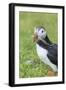 Atlantic Puffin. Scotland, Shetland Islands-Martin Zwick-Framed Photographic Print