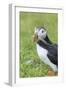 Atlantic Puffin. Scotland, Shetland Islands-Martin Zwick-Framed Photographic Print