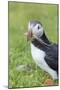 Atlantic Puffin. Scotland, Shetland Islands-Martin Zwick-Mounted Photographic Print