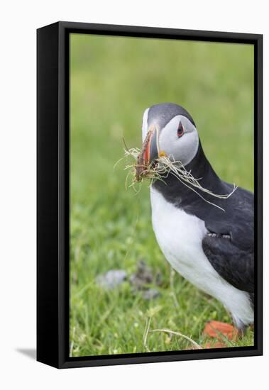 Atlantic Puffin. Scotland, Shetland Islands-Martin Zwick-Framed Stretched Canvas