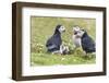 Atlantic Puffin. Scotland, Shetland Islands-Martin Zwick-Framed Photographic Print