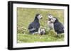 Atlantic Puffin. Scotland, Shetland Islands-Martin Zwick-Framed Photographic Print