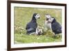 Atlantic Puffin. Scotland, Shetland Islands-Martin Zwick-Framed Photographic Print