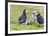 Atlantic Puffin. Scotland, Shetland Islands-Martin Zwick-Framed Photographic Print