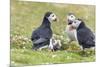 Atlantic Puffin. Scotland, Shetland Islands-Martin Zwick-Mounted Photographic Print