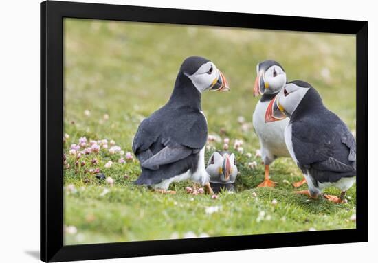 Atlantic Puffin. Scotland, Shetland Islands-Martin Zwick-Framed Photographic Print