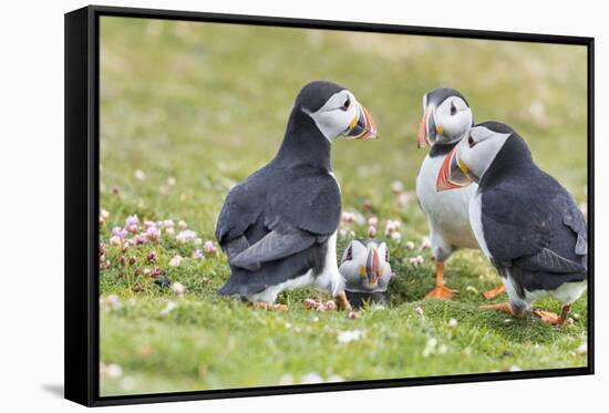 Atlantic Puffin. Scotland, Shetland Islands-Martin Zwick-Framed Stretched Canvas