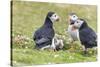 Atlantic Puffin. Scotland, Shetland Islands-Martin Zwick-Stretched Canvas