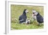 Atlantic Puffin. Scotland, Shetland Islands-Martin Zwick-Framed Photographic Print