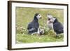 Atlantic Puffin. Scotland, Shetland Islands-Martin Zwick-Framed Photographic Print