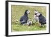 Atlantic Puffin. Scotland, Shetland Islands-Martin Zwick-Framed Photographic Print