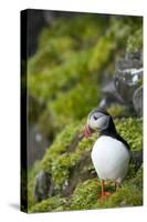 Atlantic Puffin, Spitsbergen, Svalbard, Norway-Steve Kazlowski-Stretched Canvas