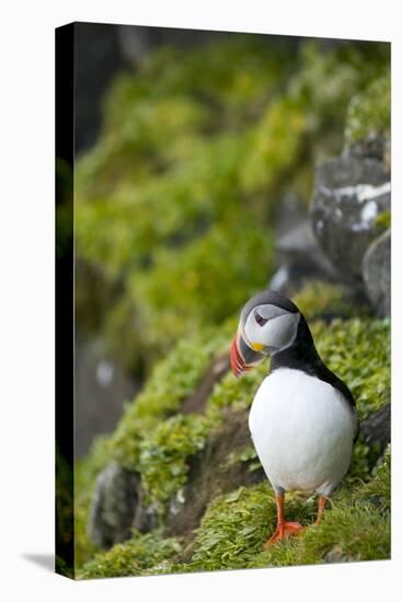 Atlantic Puffin, Spitsbergen, Svalbard, Norway-Steve Kazlowski-Stretched Canvas