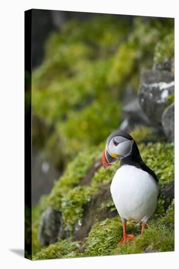 Atlantic Puffin, Spitsbergen, Svalbard, Norway-Steve Kazlowski-Stretched Canvas