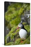 Atlantic Puffin, Spitsbergen, Svalbard, Norway-Steve Kazlowski-Stretched Canvas