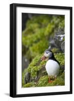 Atlantic Puffin, Spitsbergen, Svalbard, Norway-Steve Kazlowski-Framed Premium Photographic Print