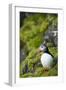 Atlantic Puffin, Spitsbergen, Svalbard, Norway-Steve Kazlowski-Framed Premium Photographic Print